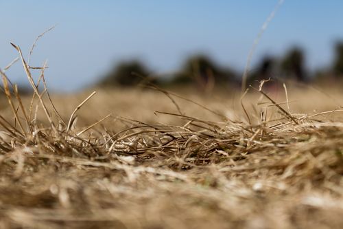 dried,grass,background,blurred,surrounding