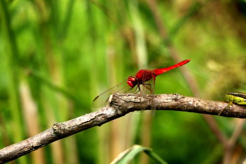 red,dragonfly,#stock,image#,nepal_photography,sita,maya,shrestha