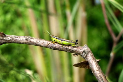 grasshopper#stock,image#,nepal_photography,sita,maya,shrestha