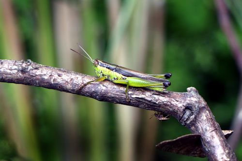 grasshopper#stock,image#,nepal_photography,sita,maya,shrestha