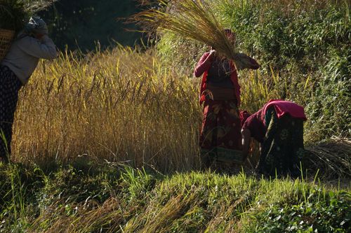 farmers,harvesting,rice,pokhara,nepal