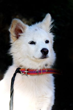 small,white,dog,stock,image,nepal,photography,sita,maya,shrestha