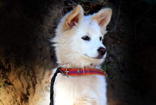 small,white,dog,stock,image,nepal,photography,sita,maya,shrestha