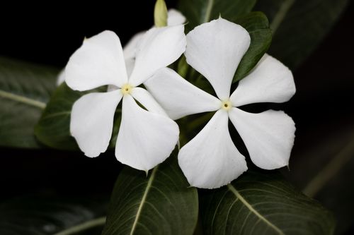 closeup,jasmine,flower,garden