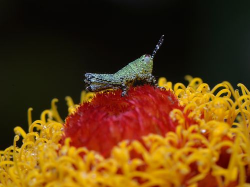 grasshopper,flower
