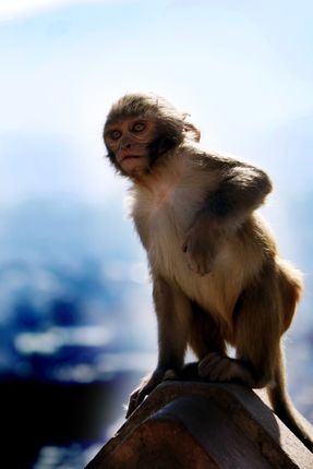 monkey,baby,swayambhunath,stupa,kathmandu,nepal#stockimage#,nepalphotographybysita,mayashrestha
