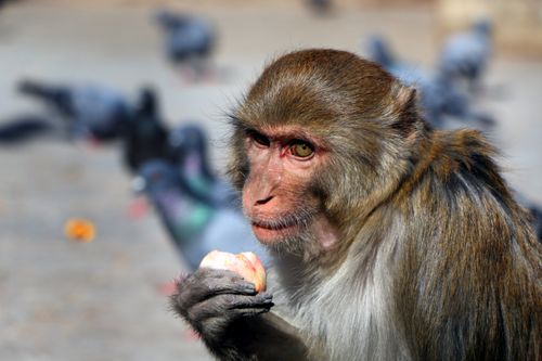 monkey,eating,apple,swayambhunath,stupa,kathmandu,nepal#stockimage#,nepalphotographybysita,mayashrestha