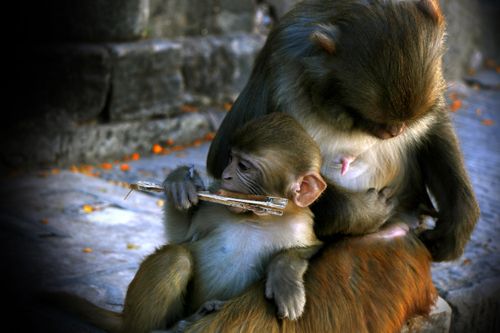 sitting,monkey&her,baby,swayambhunath,stupa,kathmandu,nepal#stockimage#,nepalphotographybysita,mayashrestha