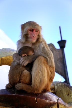 thinking,mother,monkey#swayambhunath,stupa,kathmandu,nepal#,stock,image#nepalphotographybysitamayashrestha