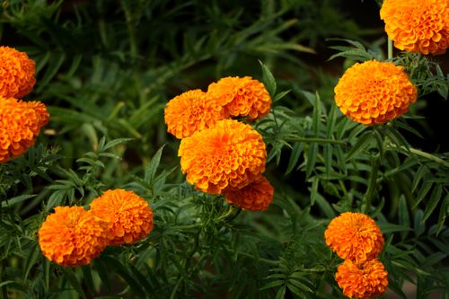 marigold,flower#stock,image,#nepalphotographybysitamayashrestha