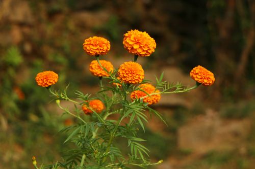 marigold,flower#stock,image,#nepalphotographybysitamayashrestha