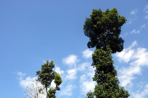 beautiful,trees,blue,sky,clouds,background#stock,image,#nepalphotographybysitamayashrestha
