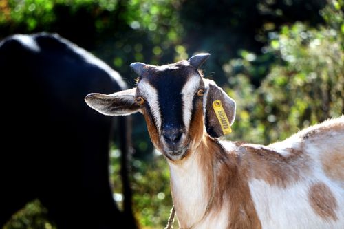 goat#stock,image,#nepalphotographybysitamayashrestha