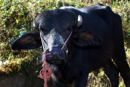 buffalo#stock,image,#nepalphotographybysitamayashrestha