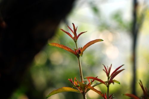 green,leaves,#stock,image,#nepalphotographybysitamayashrestha