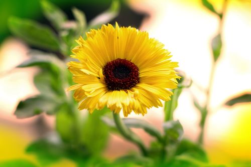 yellow,flower#stock,image,nepalphotography,sita,maya,shrestha