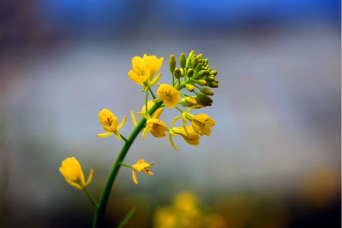mustard,flower#stock,image,nepalphotography,sita,maya,shrestha