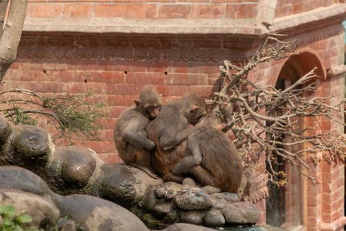 sound,sleep,monkeys,human,made,falls,swayambhunath,nepal,world,heritage,site,declared,unesco