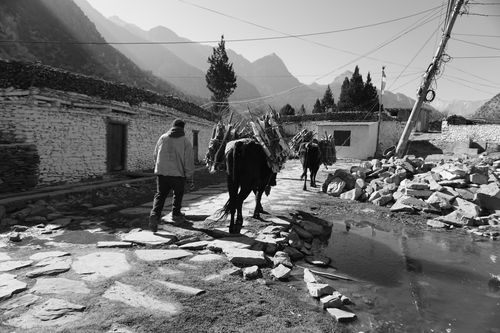 daily,life,chairo,village,mustang,nepal