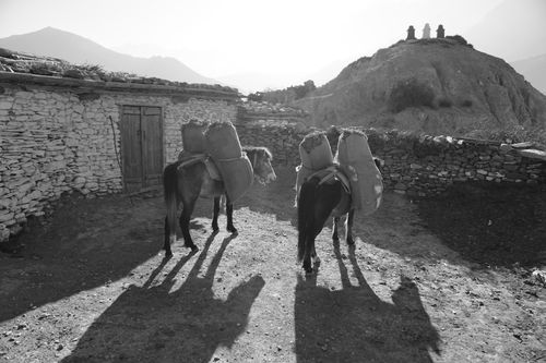 horses,mustang,nepal