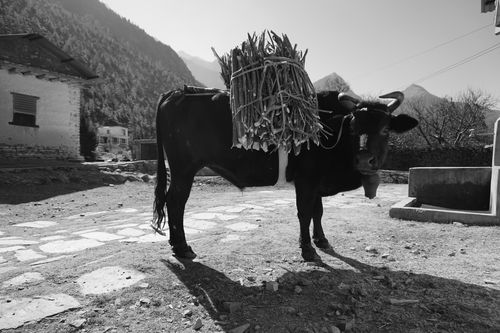 bull,carrying,firewood,mustang,nepal