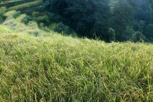 rice,plant,field,#sindhupalchok,bigall#stockimage#nepalphotography,sita,mayashrestha