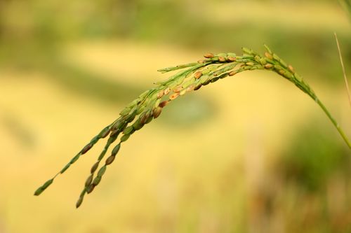 rice,plant,field,sindhupalchok,bigal#stockimage,#nepalphotographybysitamayashrestha