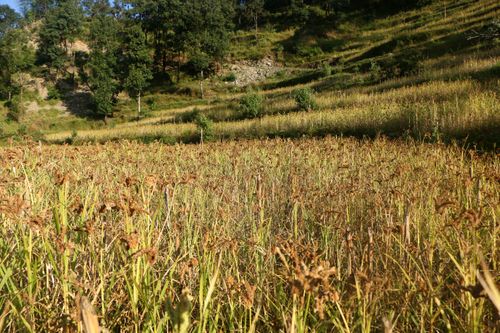 kodo-millet-plant-field,sindhupalchokbigal,/nepal#stockimage#nepalphotography,sita,mayashrestha