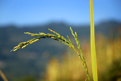 rice,plant,field,sindhupalchok,bigal#stockimage,#nepalphotographybysitamayashrestha