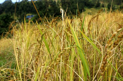 rice,plant,#sindhupalchok,bigal,#stockimage,#nepalphotographybysitamayashrestha