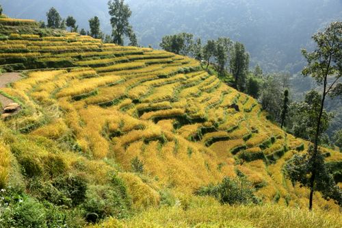 rice,field,sindhupalchokbigal,/nepal,#stockimage,#nepalphotographybysitamayashrestha