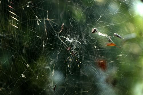 spider,web,#stockimage,nepalphotographyby,sita,maya,shrestha