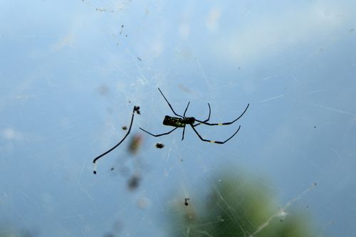 spider,web,#stockimage#nepalphotographybysitamayashrestha