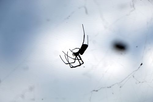 spider,web,#stockimage#nepalphotographybysitamayashrestha