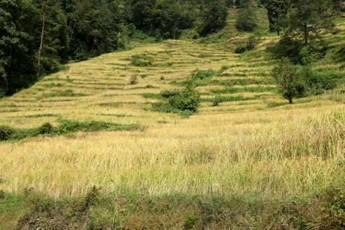 rice,field,#sindhupalchok,bigal,#stockimage,#nepalphotographybysitamayashrestha