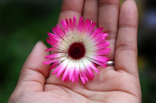 flower#stock,image,#nepalphotography,sitamaya,shrestha