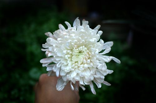white,flower#,stock,image,#nepal,photographyby,sita,maya,shrestha