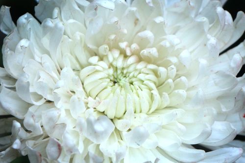 white,flower#,stock,image,#nepal,photographyby,sita,maya,shrestha