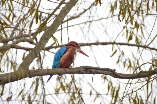 common,kingfisher,resting,treaa,nearby,fewa,lake