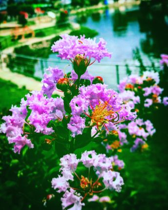 taudha,beautiful,lake,found,flower,🌸