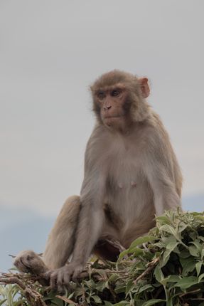 monkey,swayambhunath,world,heritage,site,declared,unesco,surrounding