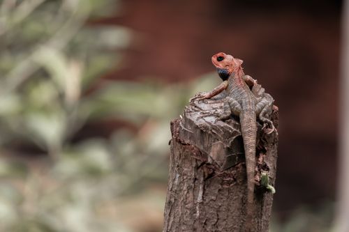 lizard,top,branch,tree,searching,prey,enjoying,surrounding,view