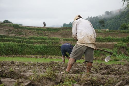 farmers,working,farmland,khokhana,nepal