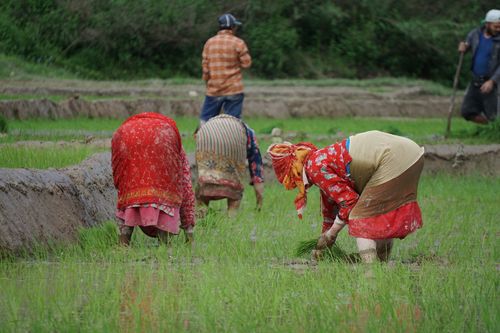 women,planting,paddy,khokhana,nepal