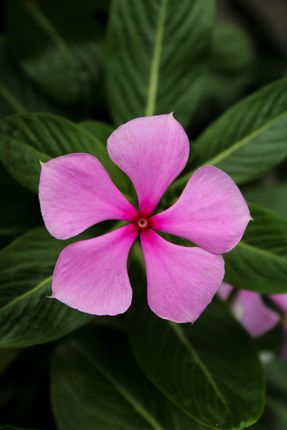 beautiful,periwinkle,flower,nepal