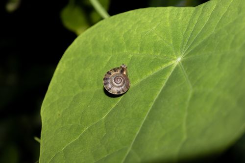 close-up,snail,shell,plant's,leaf
