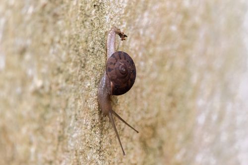 close-up,snail,moving,building,wall