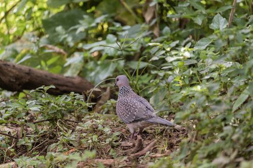 spotted,dove,spilopelia,chinensis,small,long-tailed,pigeon,enjoying,beautiful,nature