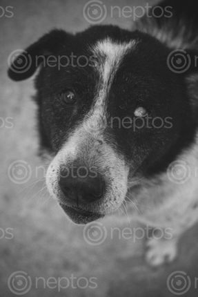 Find  the Image Dog,with,one,eye,damage and other Royalty Free Stock Images of Nepal in the Neptos collection.