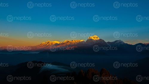 Find  the Image Golden,shining,Mount,Dhaulagiri,photo,was,taken,during,Poonhill,trekking,,Nepal. and other Royalty Free Stock Images of Nepal in the Neptos collection.